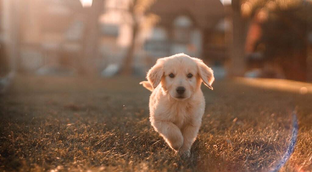 About Pets Ireland
