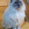 Beautiful Ragdoll