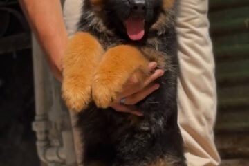 German shepherd puppies