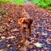 Hungarian Vizsla