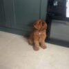 Cavapoo puppy