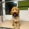 8 month old Female Cockapoo
