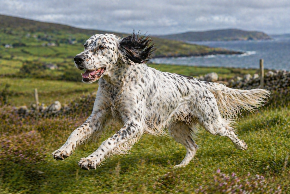 English Setter for sale