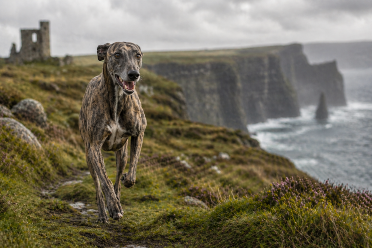 Lurcher for sale